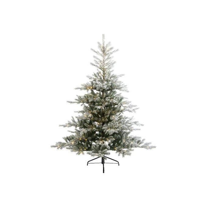 Amicasa Grandis Albero Di