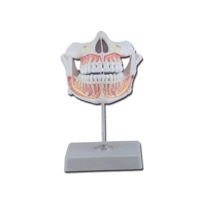 Dentatura Permanente 1 Pz