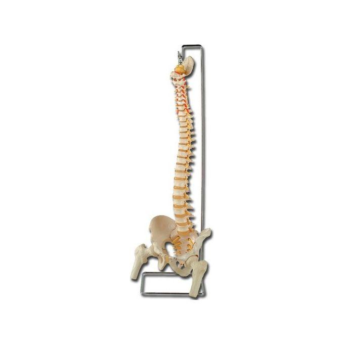 Mod. Colonna Vertebrale Con