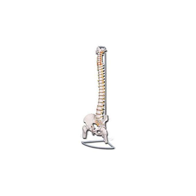 Mod. Colonna Vertebrale Con