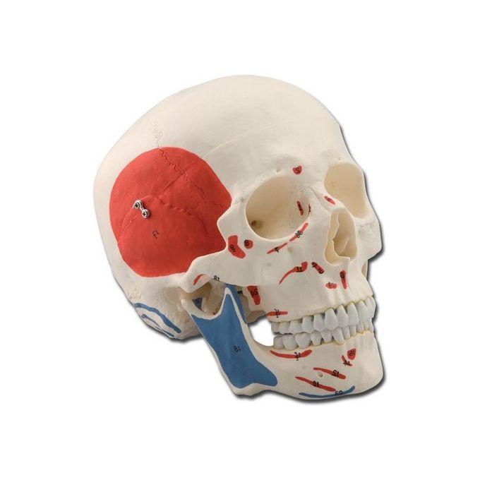 Modello Cranio Muscolare 3