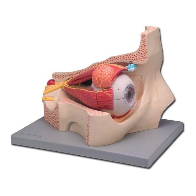 Modello Occhio 4 Parti